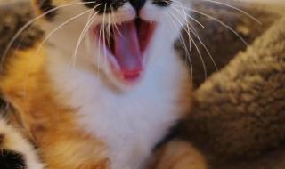 虎虎生威下一句是什么 虎虎生威下一句是什么