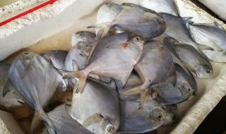 鲜活农产品品种目录